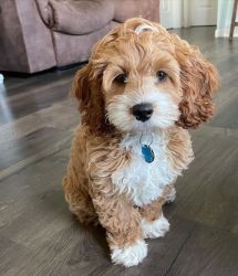 Cute Goldendoodle Puppies