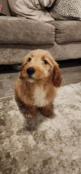 Female mini goldendoodles available