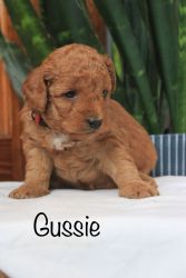 Mini Red Goldendoodle Puppy