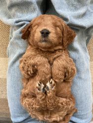 Cute golden doodles looking for a new home!