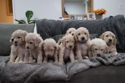GOLDENDOODLE Puppies