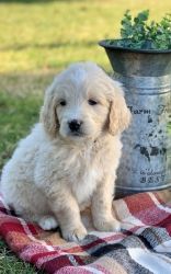 Male & Female Goldenoodle Puppies