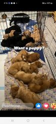 Aussie/Golden Doodle puppies 2 months