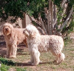 7 Golden Doodle puppies ready for sale.