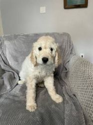 Solid Male and Female Goldendoodle Puppies