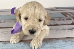 Beautiful Goldendoodle Puppies for sale