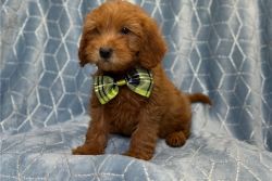 Playful Akc Registered Goldendoodle Puppies