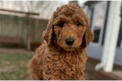 Playful Goldendoodle puppies for sale