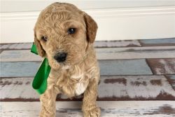 Excellent Goldendoodle Puppies for good homes