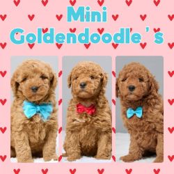 Mini F1b Goldendoodle Puppies