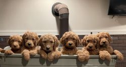 F1B Goldendoodle puppies