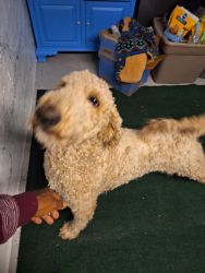 Beautiful Valentines Day Goldendoodle! Will be ready the mid April