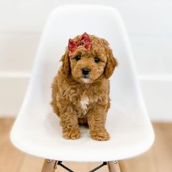 Goldendoodle puppies Available