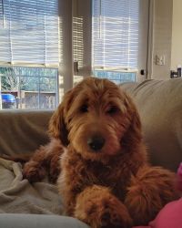 5 month old Goldendoodle puppy for sell