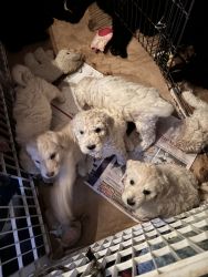 2 litters Goldendoodle puppies