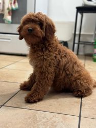 Goldendoodle 12 week female puppy