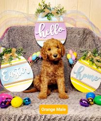Family raised Red F1b Goldendoodle Puppies