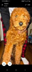 Rare red golden doodle for sale