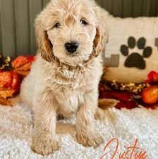 Goldendoodle Tiny 10-20 lbs