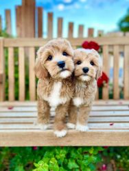 Mini-GoldenDoodle F1b Puppies