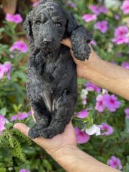 Beautiful goldendoodle puppies available DOB 3-25-24