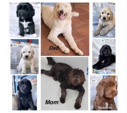 Goldendoodles F2 puppies ready this week