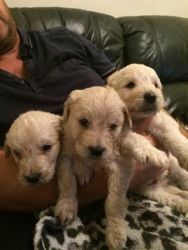 2 Beautiful Goldendoodle Puppies For Sale