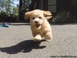 Mini Goldendoodle Pup For Adoption.