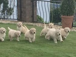 Stunning Goldendoodle Puppies For Sale
