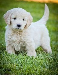 Gorgeous Goldendoodle Puppies For Sale