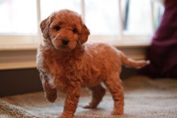Quality Goldiedoodle Puppies.