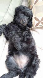 Goldendoodle Puppies KC Reg From Show Lines.