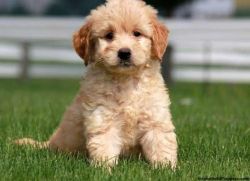 Goldendoodle Puppy for Sale