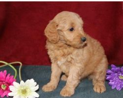 Toy Goldendoodle Puppies.