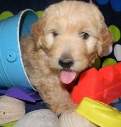Golden doodle puppies ready