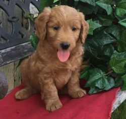 Goldendoodle Puppies for Sale
