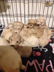 Health Tested Goldendoodle Pups