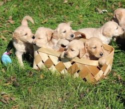 vv11 Goldendoodle Puppies for Sale