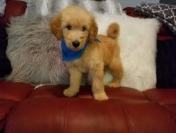 zfdzf Goldendoodle Puppies for Sale