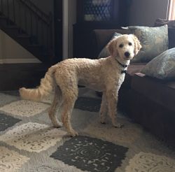 Male F2B Goldendoodle Puppy