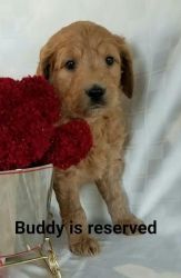 Buddy goldendoodle