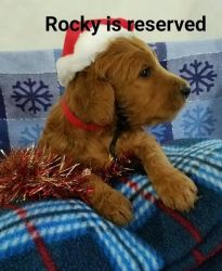 Rocky goldendoodle