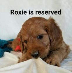 Roxie goldendoodle