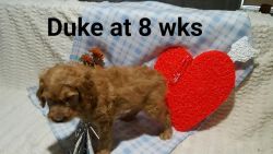 Duke Goldendoodle(READY TO GO HOME NOW)