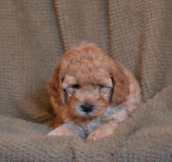 Fluffy Goldendoodle Puppies