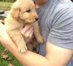 Two Goldendoodle Available Now