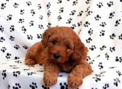 Beautiful AKC Mini Goldendoodle Puppies for sale