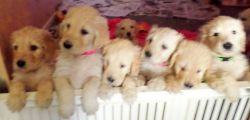 Puppies ready mid-March