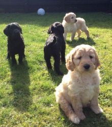 Goldendoodle puppies males and females