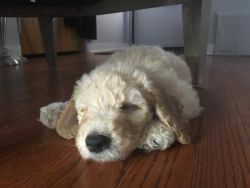 F1b Goldendoodles pups are here!!